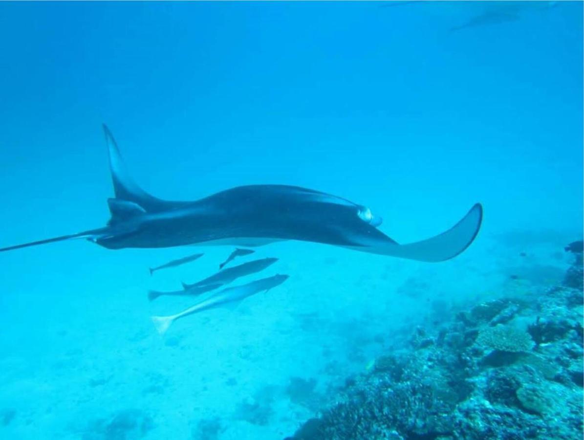 Feridhoo 费瑞德胡旅馆酒店 外观 照片